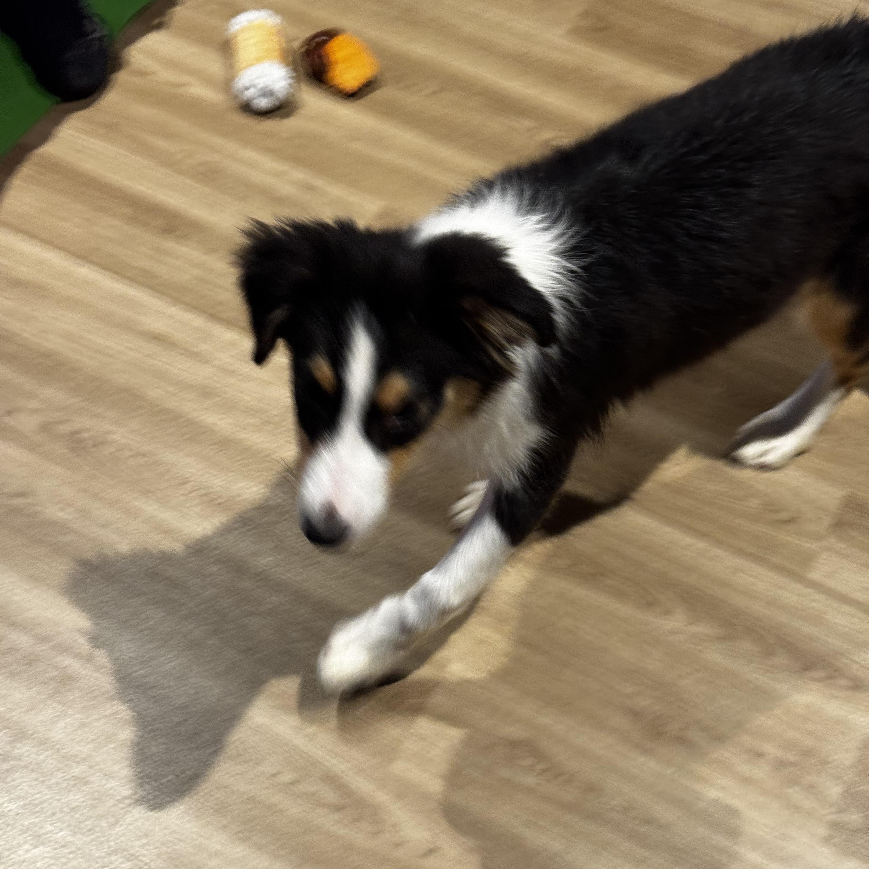 Enlarge Maple, a ADOPTABLE mixed breed in Chesterfield, MO image 2/2