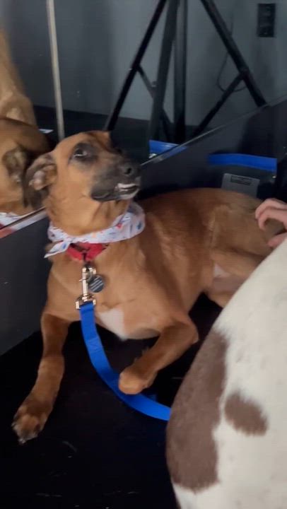 Enlarge Kobe, a Adoptable mixed breed in Brooklyn, NY video 6/6