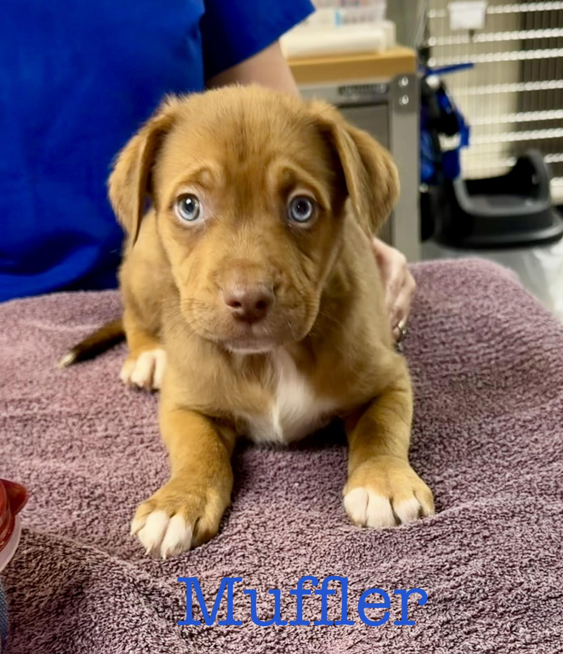 Muffler, a Adoptable mixed breed in South Amboy, NJ image 2/2