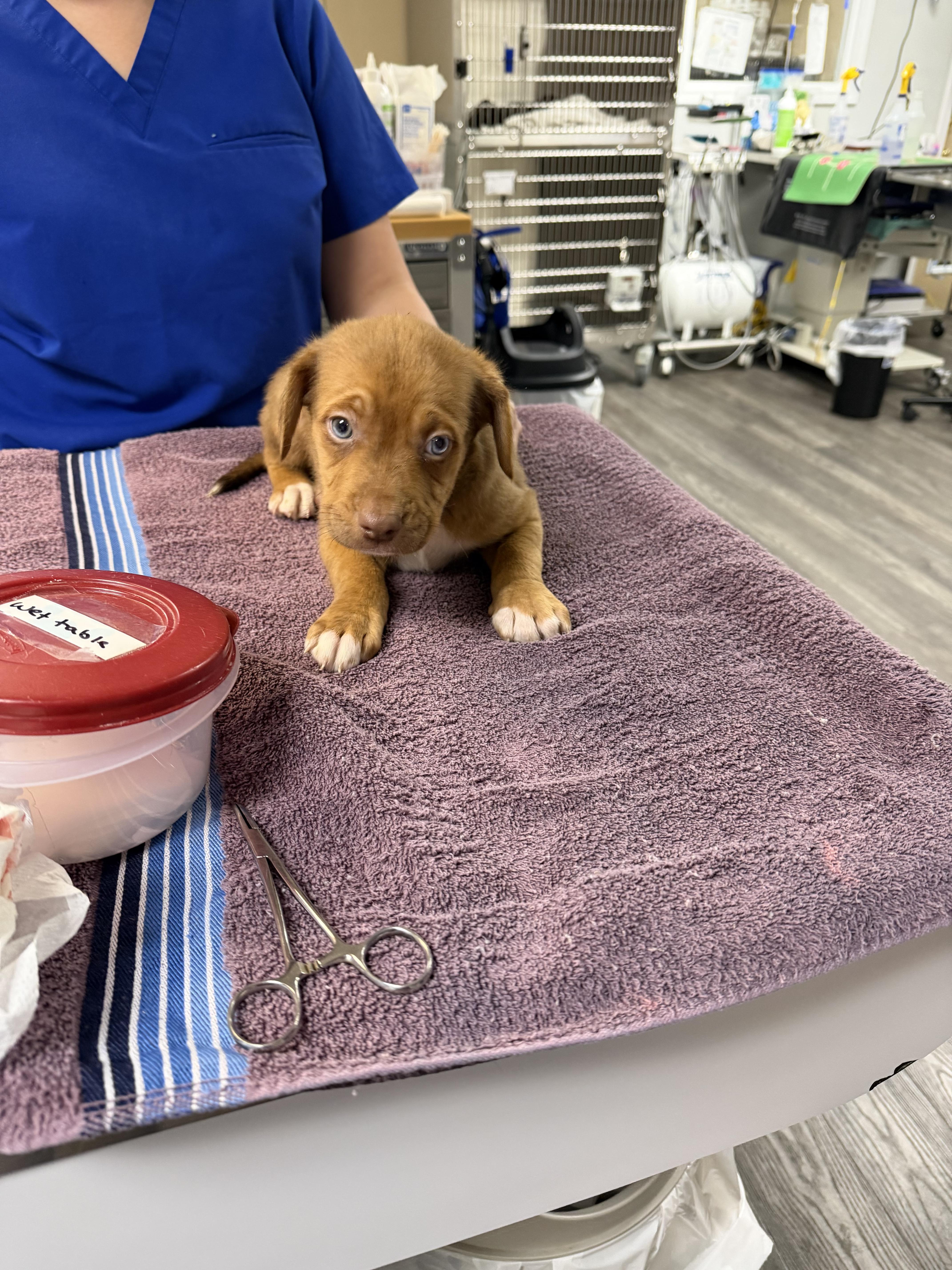 Muffler, Adoptable, Puppy Male Collie.