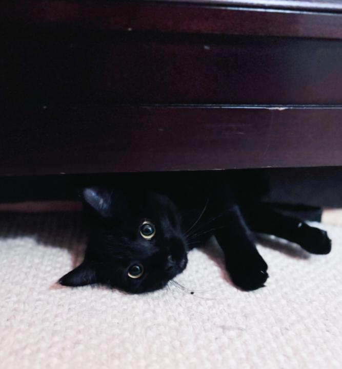 Dakota, Adoptable, Young Female Domestic Short Hair.