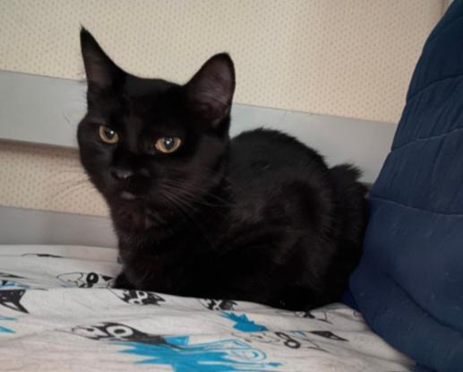 Dakota, a Adoptable Domestic Short Hair in Temple, PA image 2/2