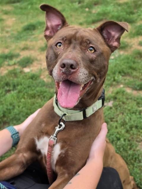WILMA, Adoptable, Adult Female Pit Bull Terrier.