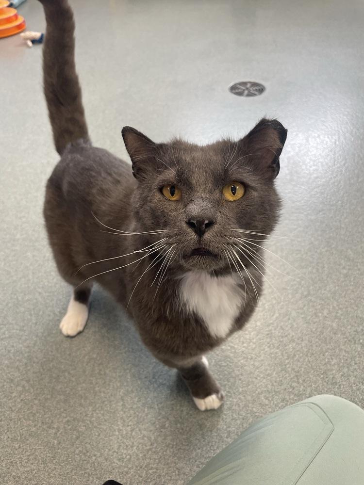 Pickles*, Adoptable, Adult Male Domestic Short Hair.