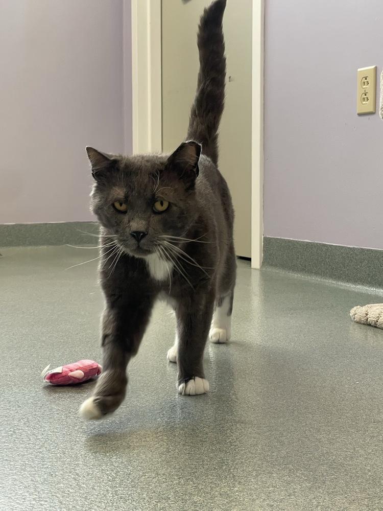 Pickles*, a Adoptable mixed breed in Trenton, ME image 2/2