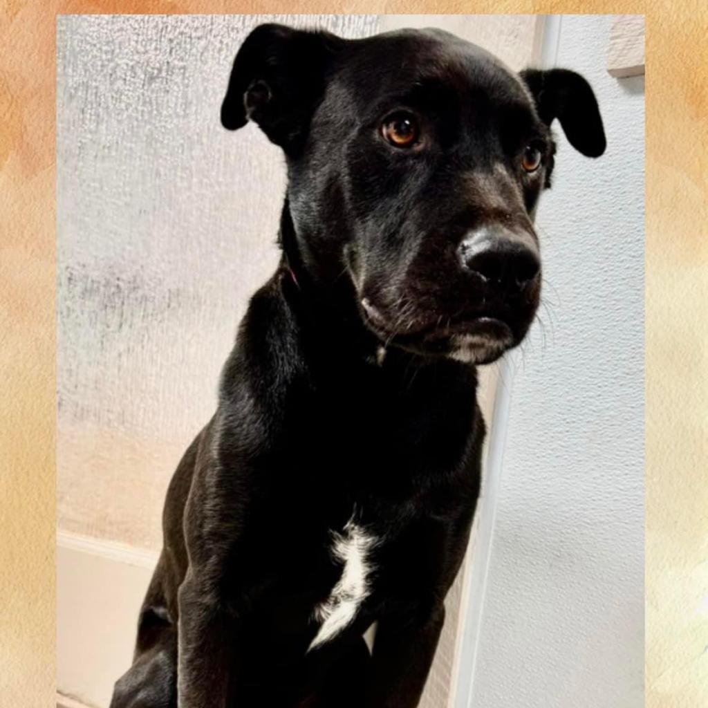 Enlarge Rupert aka Caspian, a Adoptable mixed breed in Casa Grande, AZ image 2/3