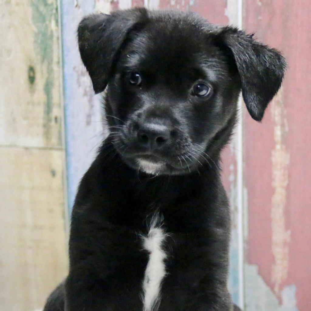 Enlarge Rupert aka Caspian, a Adoptable mixed breed in Casa Grande, AZ image 3/3