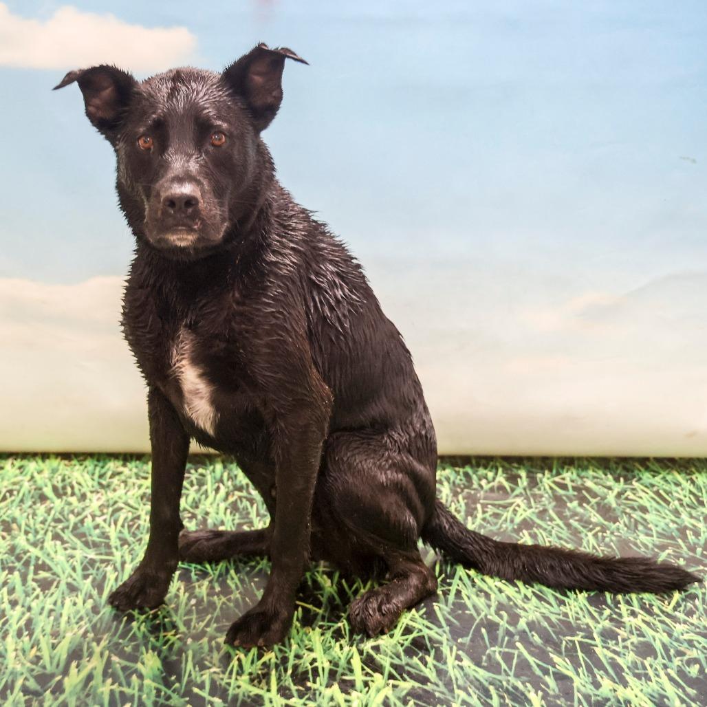 Enlarge Rupert aka Caspian, a Adoptable mixed breed in Casa Grande, AZ image 1/3