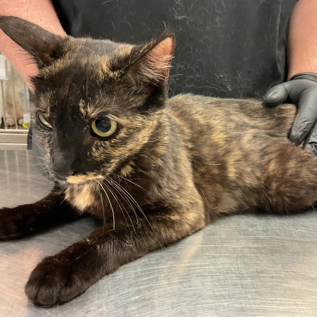 Hershey, Adoptable, Adult Female Domestic Short Hair.