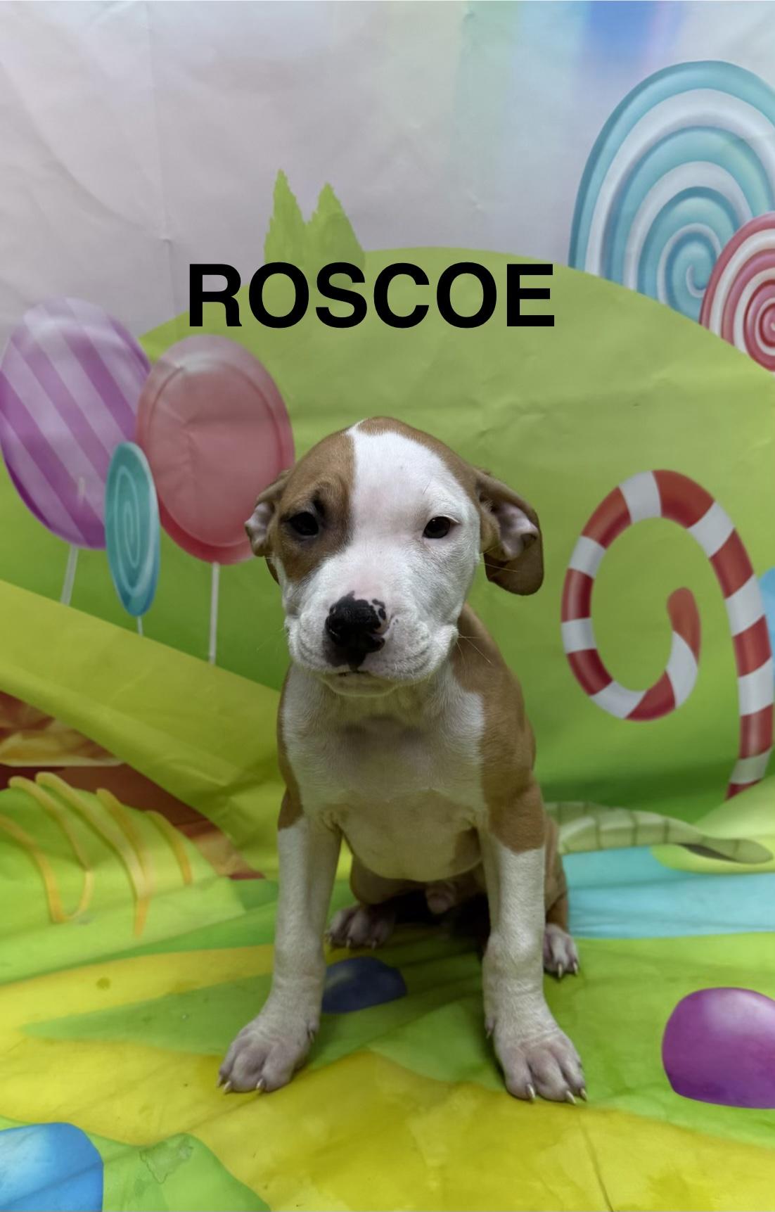 Roscoe, Adoptable, Puppy Male Pit Bull Terrier.