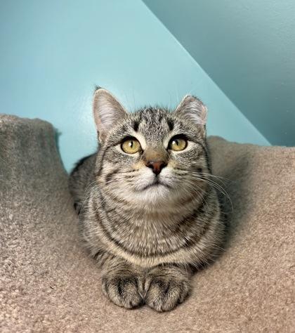 Enlarge Dust Bunny, a ADOPTABLE Domestic Short Hair in Cranbrook, BC image 2/3