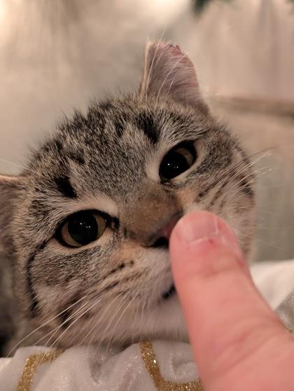 Enlarge Dust Bunny, a ADOPTABLE Domestic Short Hair in Cranbrook, BC image 3/3