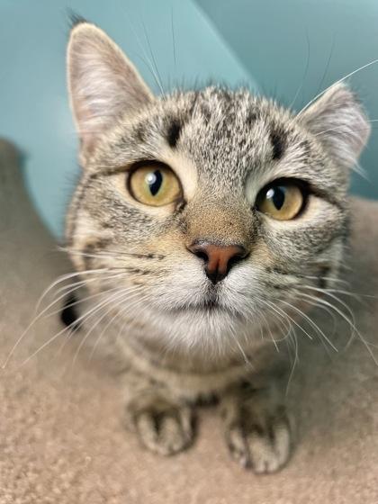 Dust Bunny, ADOPTABLE, Young Female Domestic Short Hair.