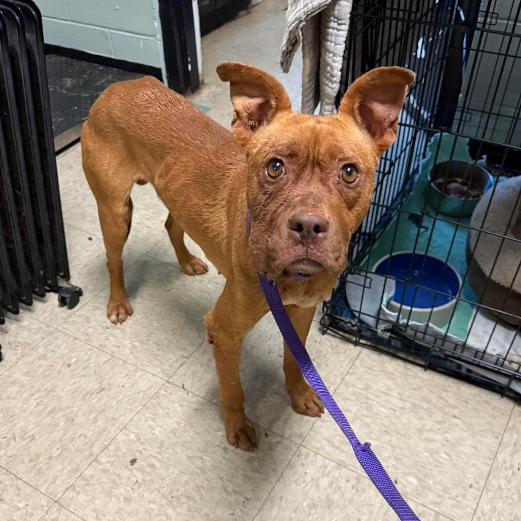 Dirty South, Adoptable, Adult Male Mixed Breed.