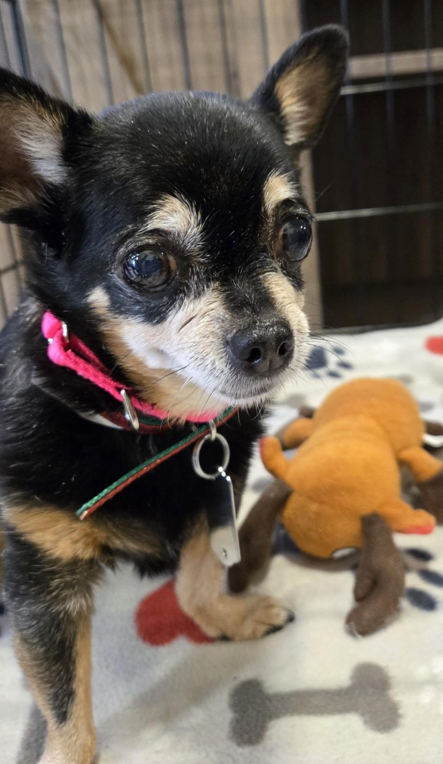 Enlarge Pixie, a Adopted Chihuahua in Puyallup, WA image 2/3