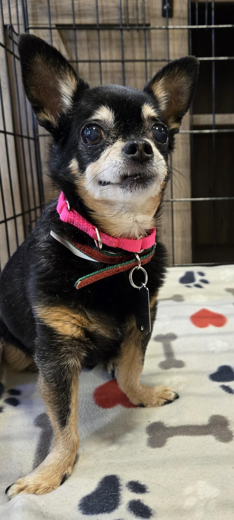 Enlarge Pixie, a Adopted Chihuahua in Puyallup, WA image 3/3