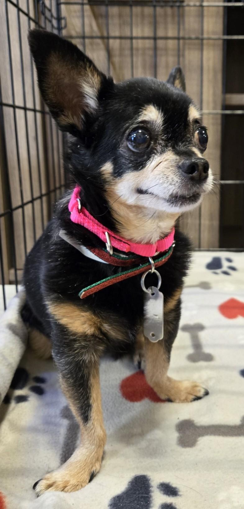 Enlarge Pixie, a Adopted Chihuahua in Puyallup, WA image 1/3
