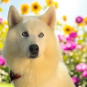 Duncan, a Adoptable Siberian Husky image 2/4