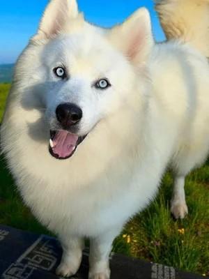 Duncan, a Adoptable Siberian Husky image 3/4