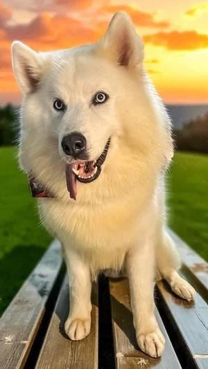 Duncan, a Adoptable Siberian Husky image 4/4