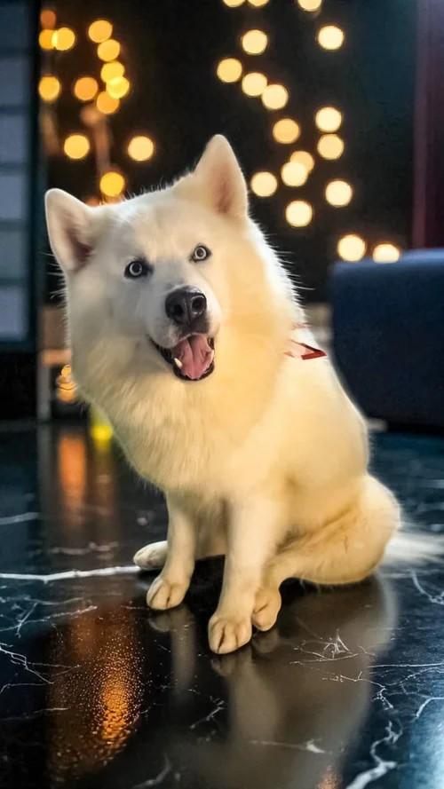 Duncan, a Adoptable Siberian Husky image 1/4