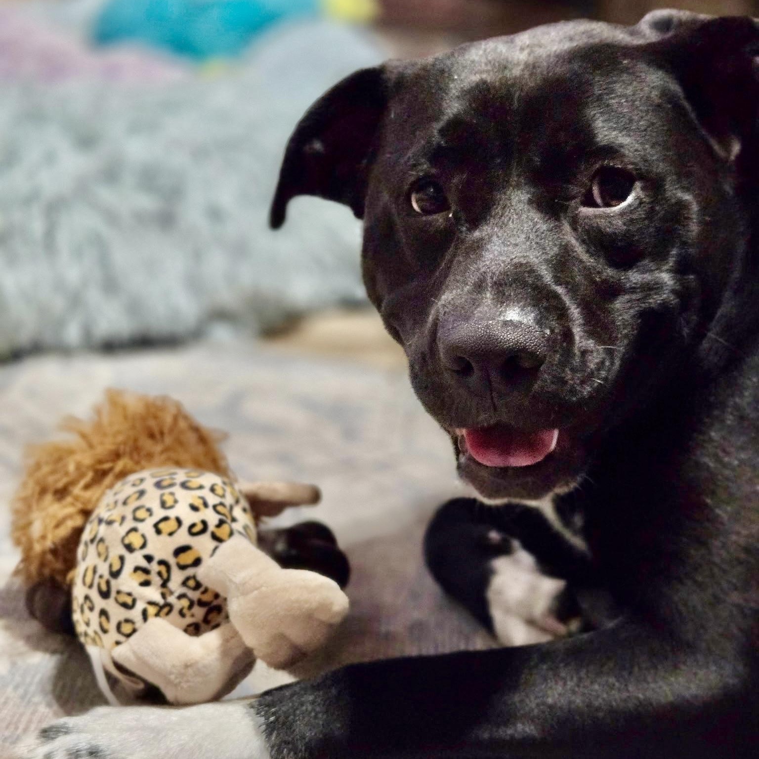 ANDROMEDA-Local, a ADOPTABLE mixed breed in Warwick, RI image 4/6