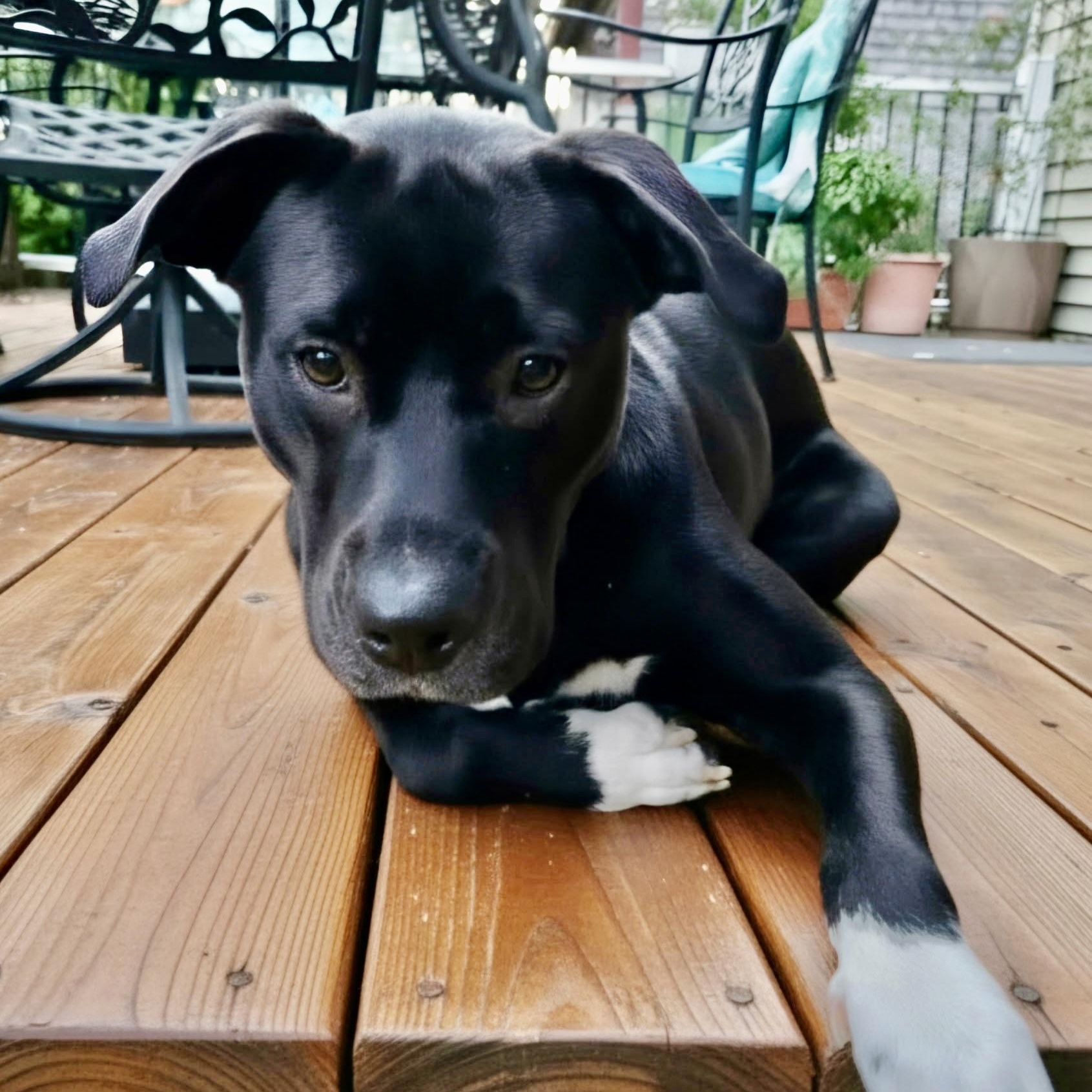 Enlarge ANDROMEDA-Local, a ADOPTABLE mixed breed in Warwick, RI image 5/6