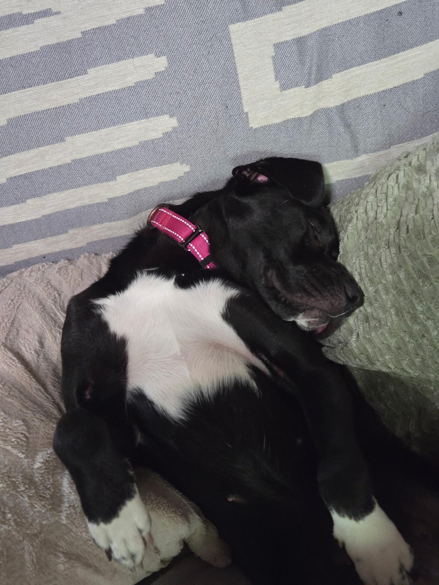 ANDROMEDA-Local, a ADOPTABLE mixed breed in Warwick, RI image 2/6