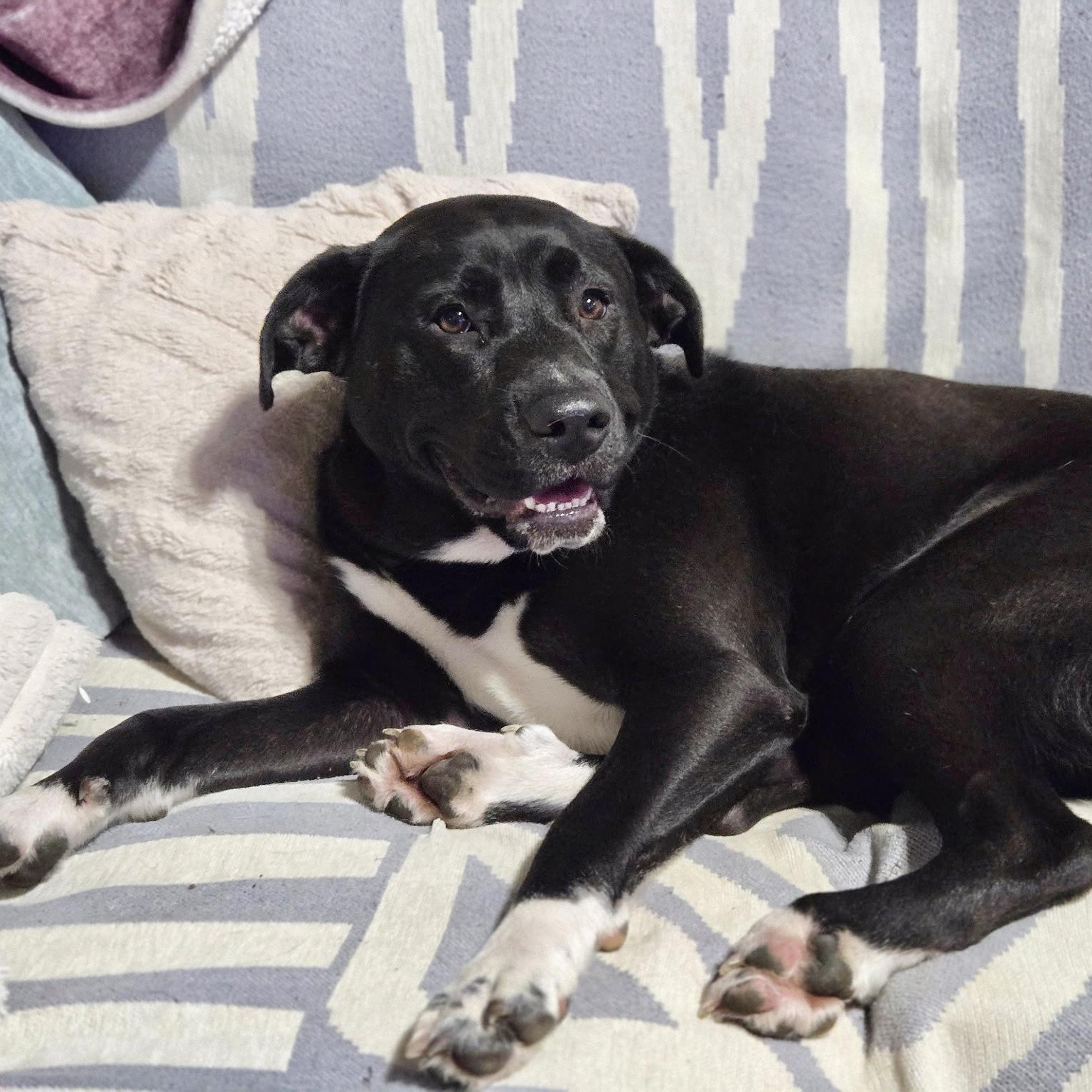 ANDROMEDA-Local, a ADOPTABLE mixed breed in Warwick, RI image 5/6