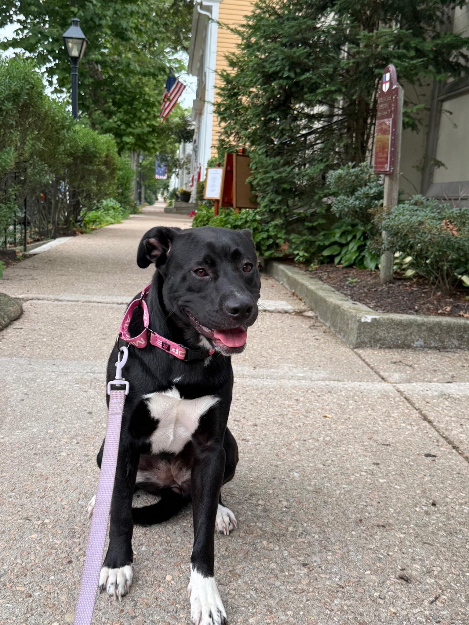 ANDROMEDA-Local, a ADOPTABLE mixed breed in Warwick, RI image 4/6