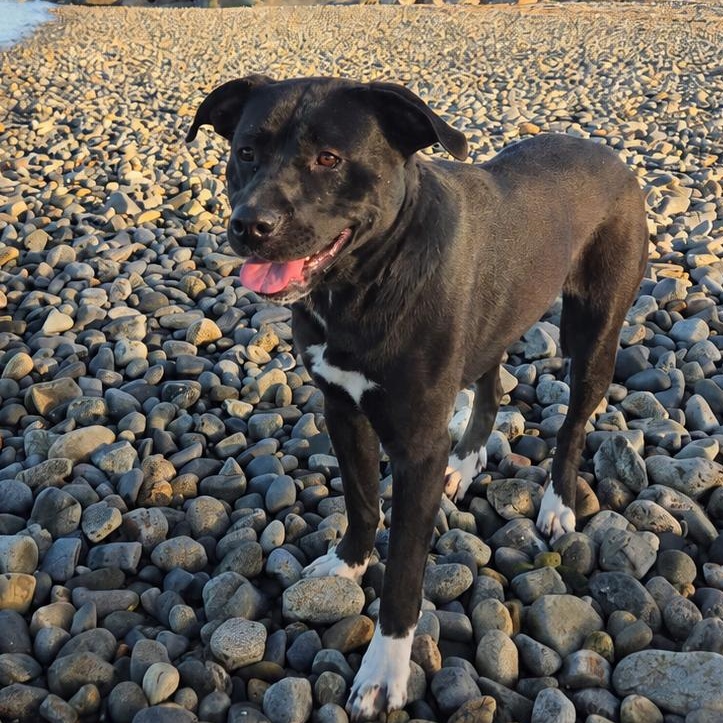 ANDROMEDA-Local, a ADOPTABLE mixed breed in Warwick, RI image 3/6