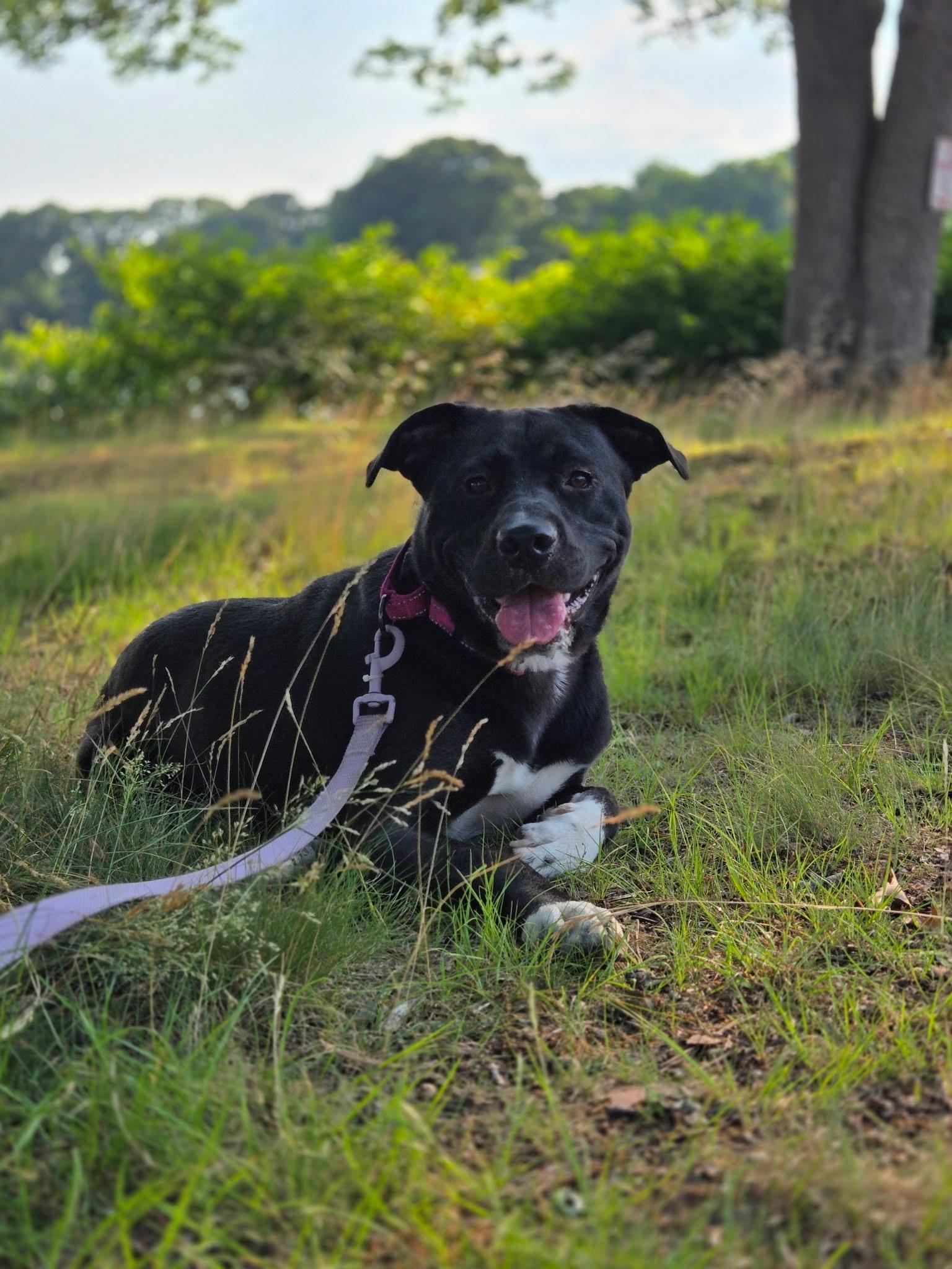 ANDROMEDA-Local, ADOPTABLE, Young Female Black Labrador Retriever.