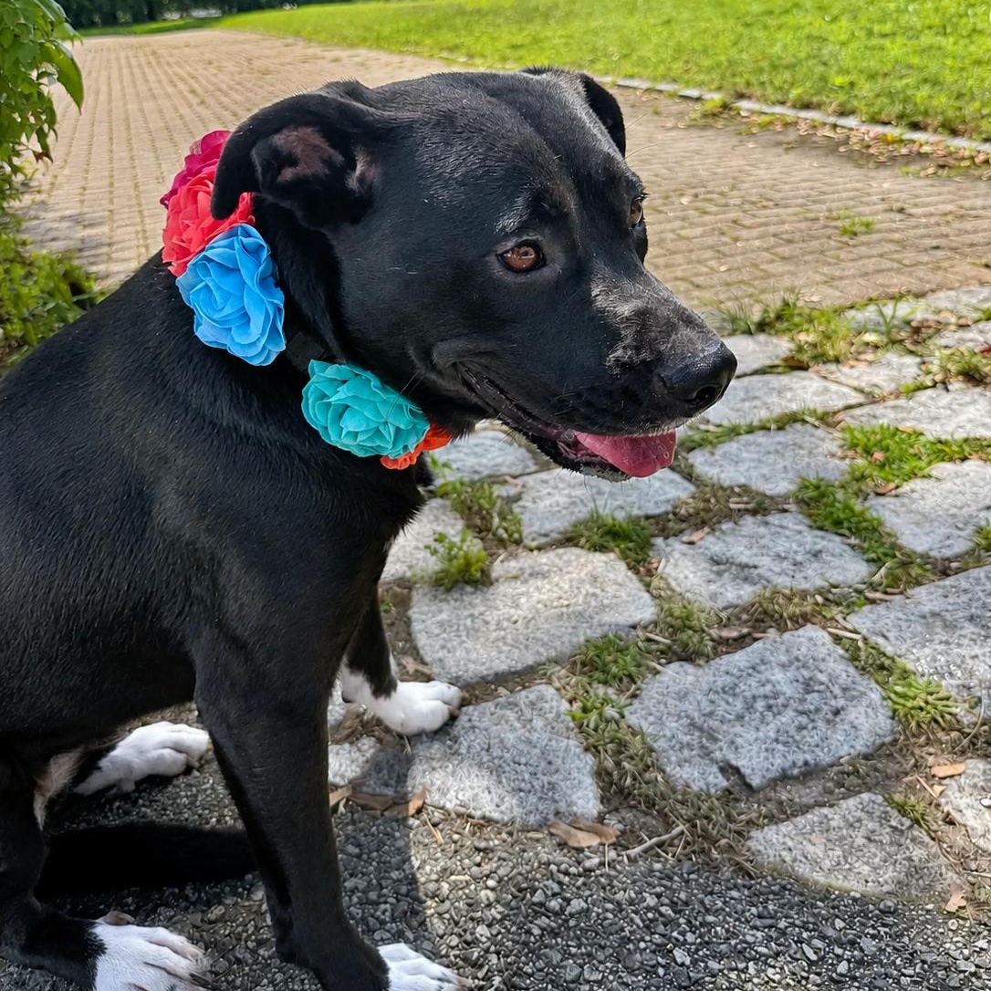 Enlarge ANDROMEDA-Local, a ADOPTABLE mixed breed in Warwick, RI image 2/6