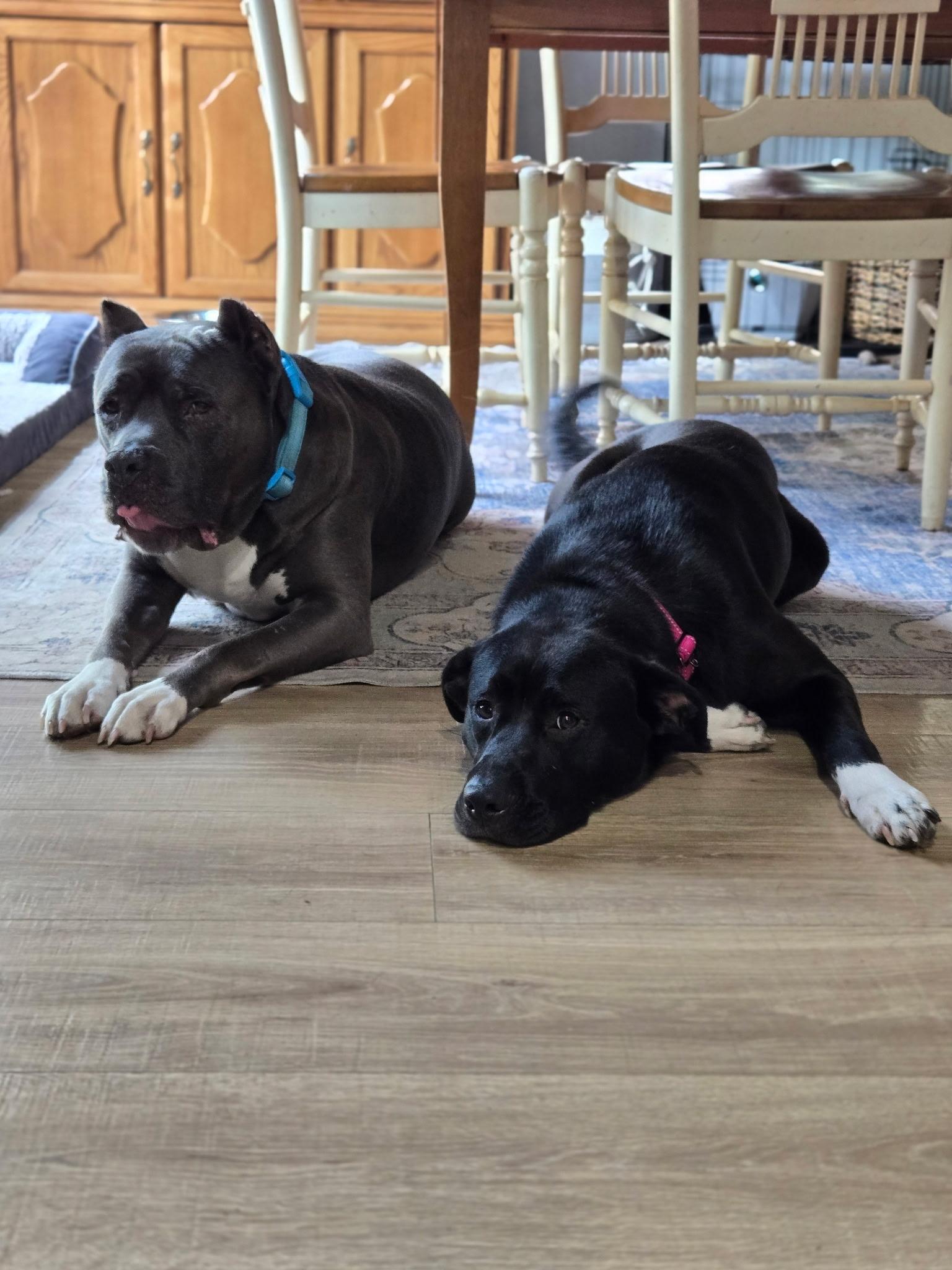ANDROMEDA-Local, a ADOPTABLE mixed breed in Warwick, RI image 6/6