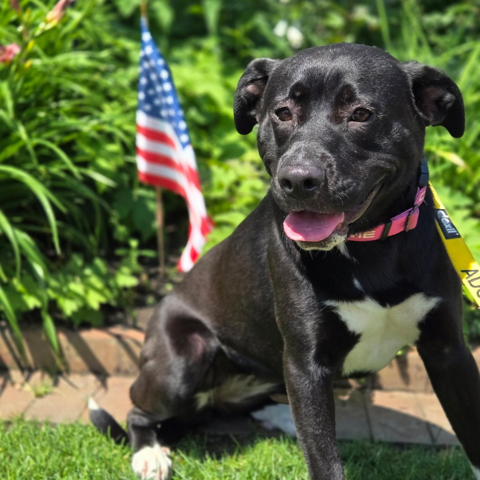 Enlarge ANDROMEDA-Local, a ADOPTABLE mixed breed in Warwick, RI image 1/6
