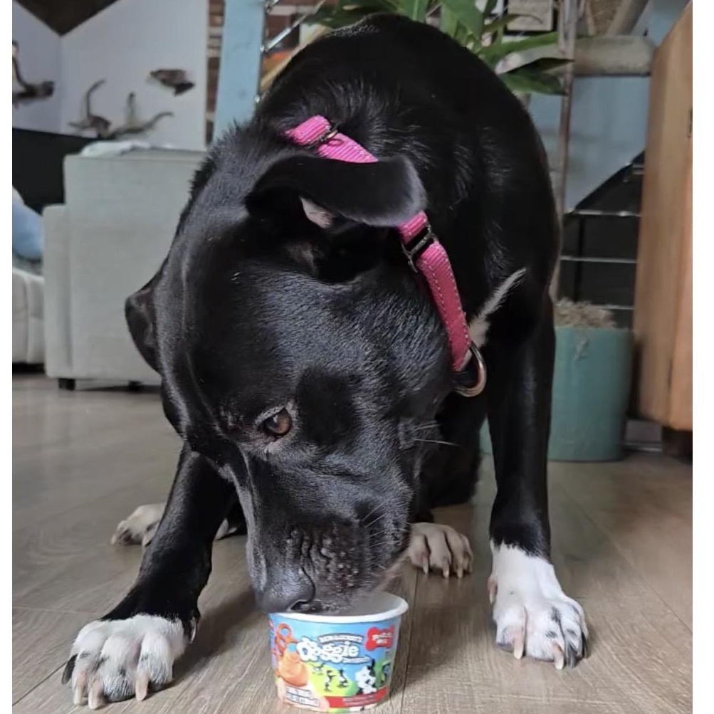 Enlarge ANDROMEDA-Local, a ADOPTABLE mixed breed in Warwick, RI image 4/6