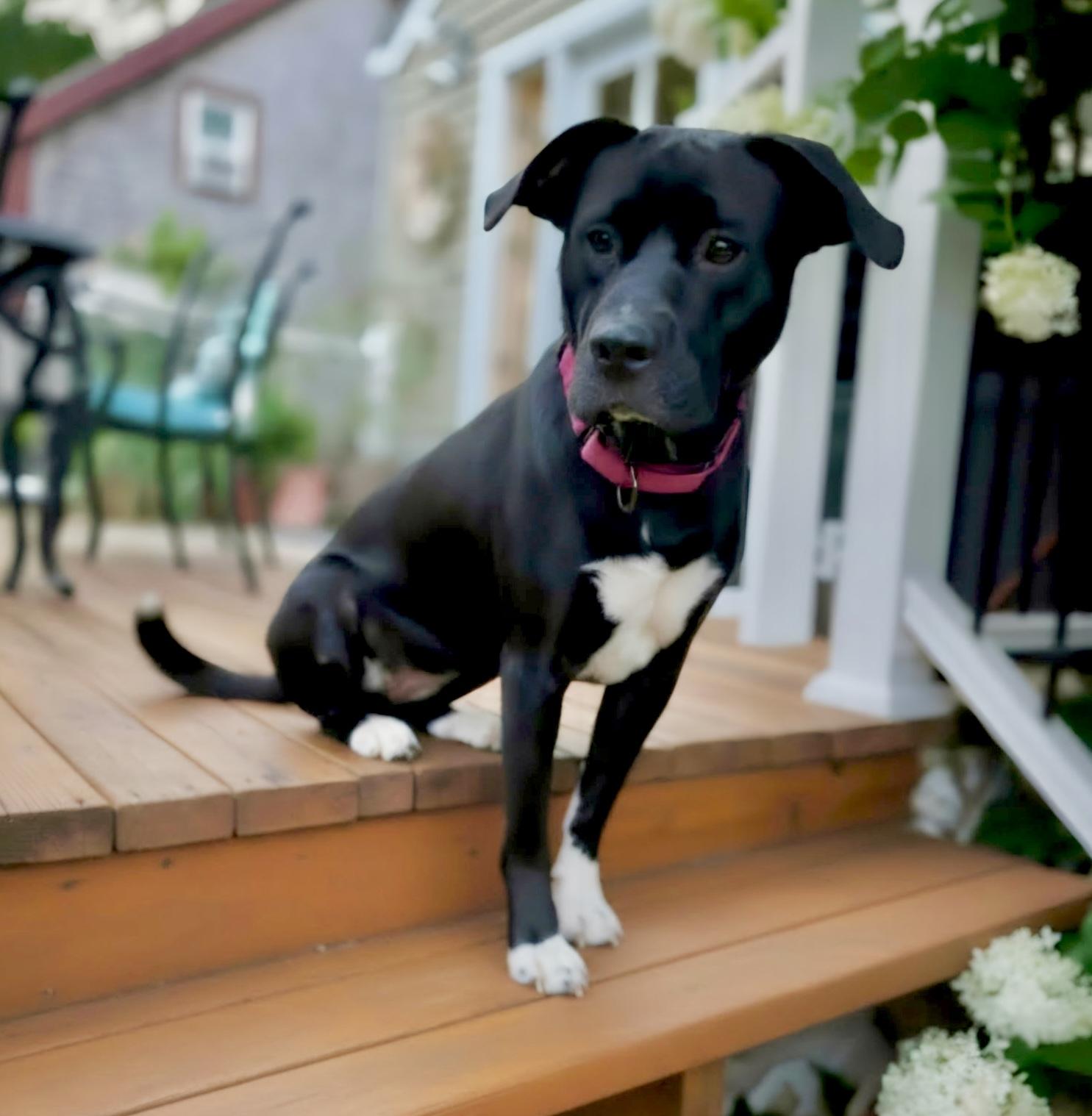 Enlarge ANDROMEDA-Local, a ADOPTABLE mixed breed in Warwick, RI image 3/6
