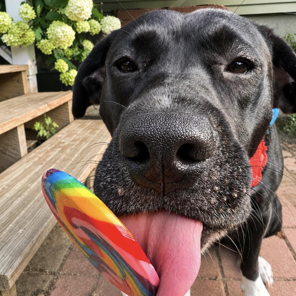 ANDROMEDA-Local, ADOPTABLE, Young Female Black Labrador Retriever.