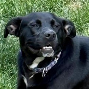 ANDROMEDA-Local, a ADOPTABLE mixed breed in Warwick, RI image 6/6
