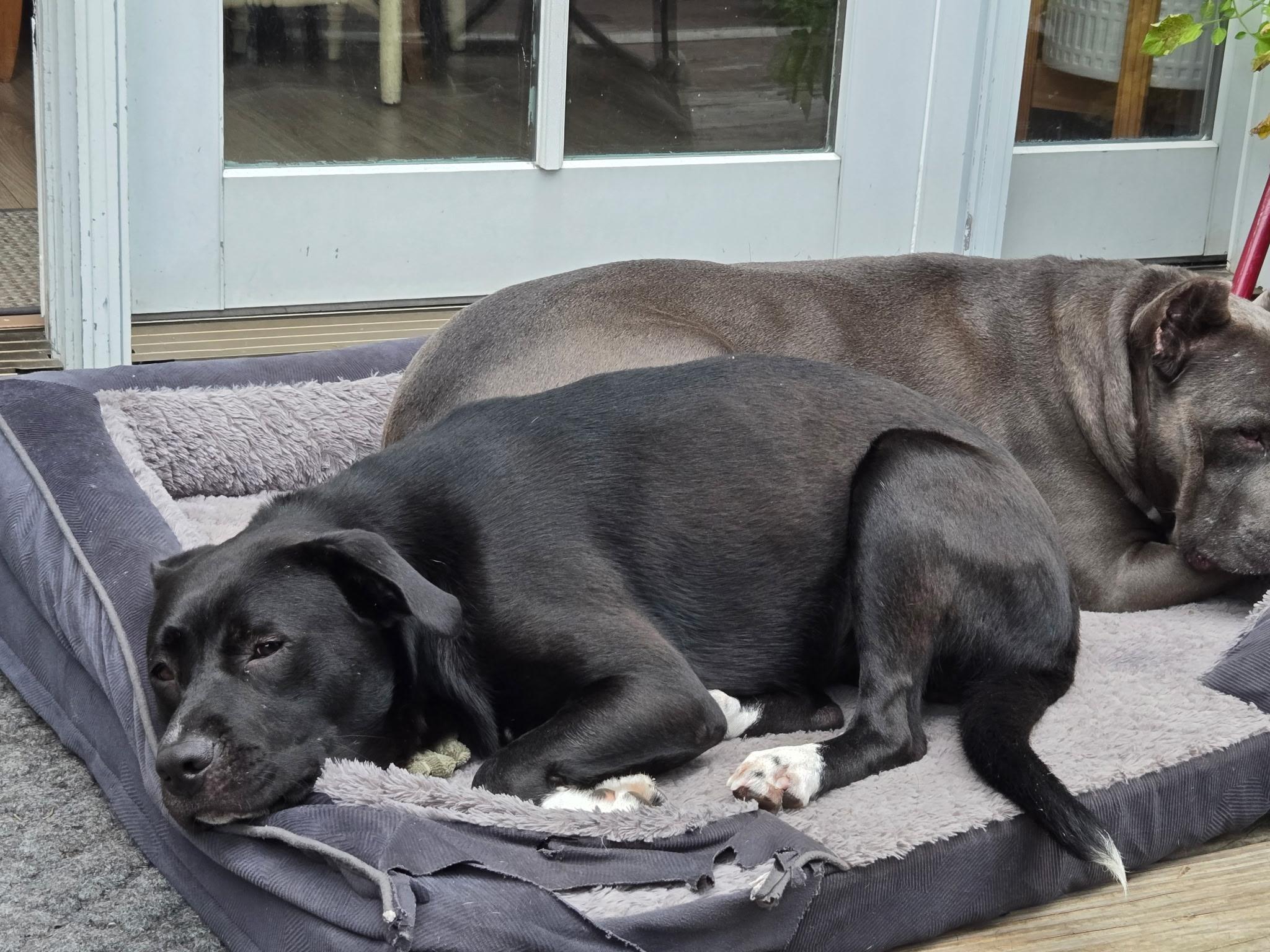 ANDROMEDA-Local, a ADOPTABLE mixed breed in Warwick, RI image 3/6