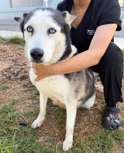 Enlarge Aurora, a Adoptable Husky in Oceanside, CA image 1/2