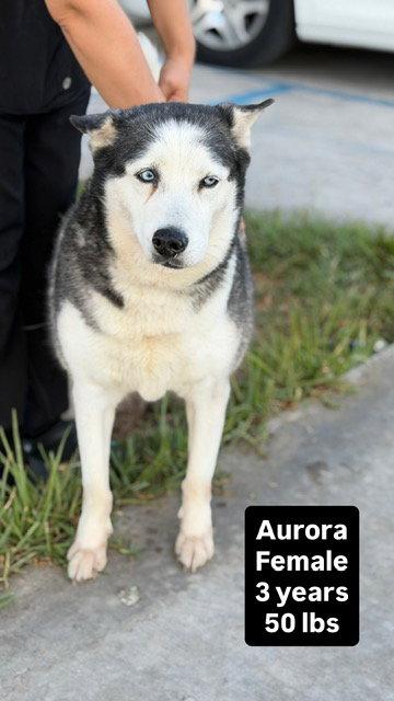 Enlarge Aurora, a Adoptable Husky in Oceanside, CA image 2/2