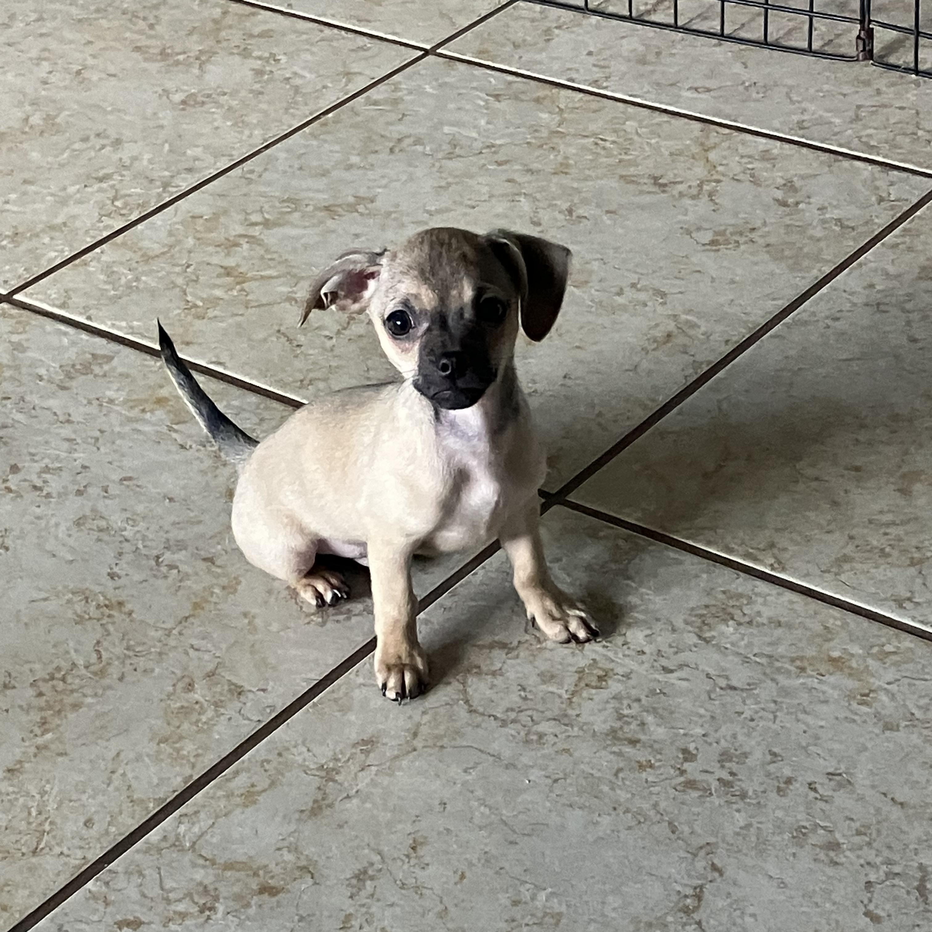 Enlarge Sunny, a ADOPTABLE mixed breed in citrus heights, CA image 2/3