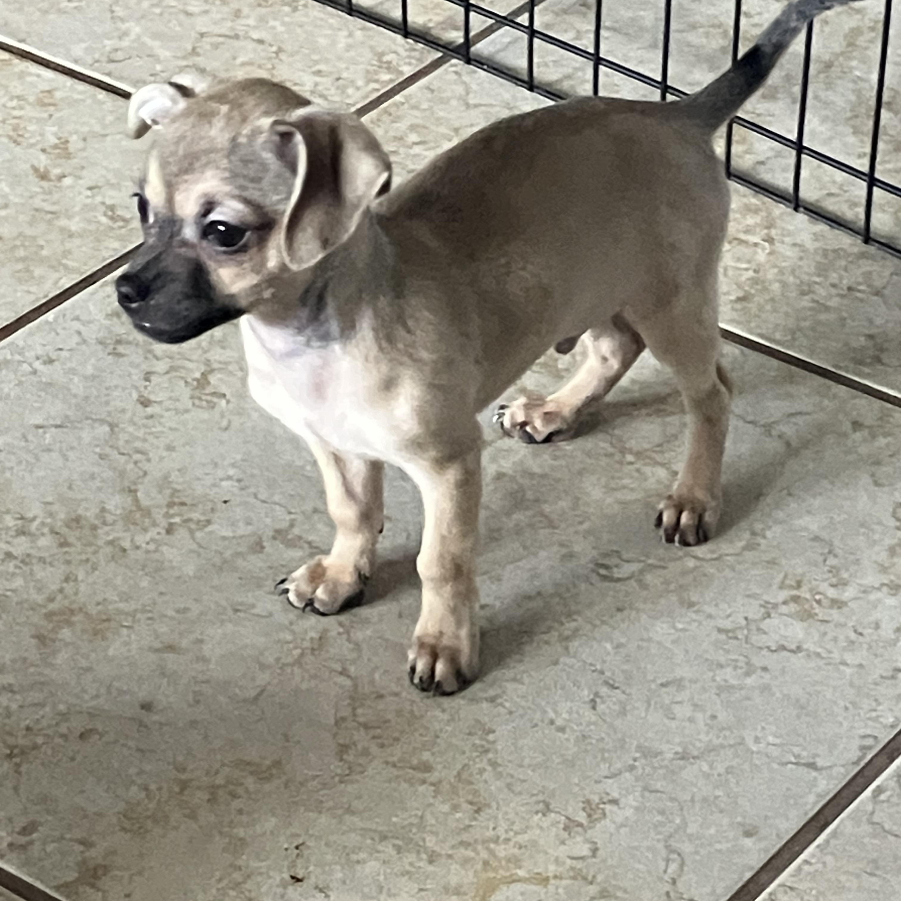 Enlarge Sunny, a ADOPTABLE mixed breed in citrus heights, CA image 3/3