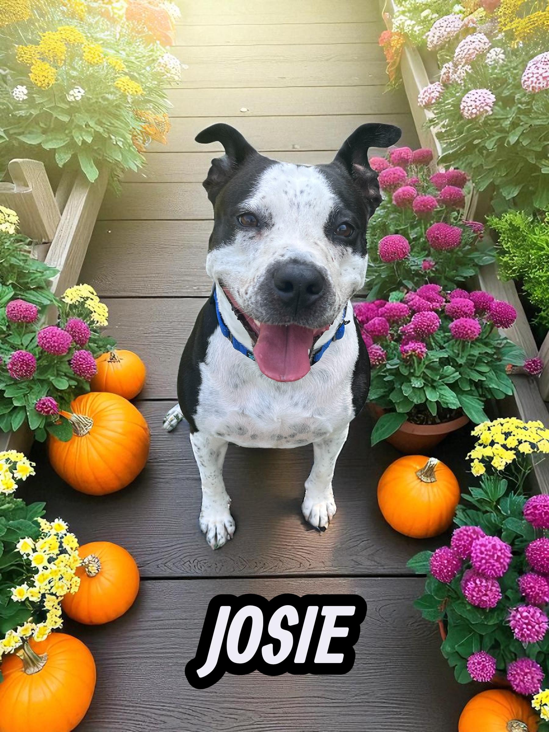 Enlarge Josie, a Adopted mixed breed in Taunton, MA image 1/2