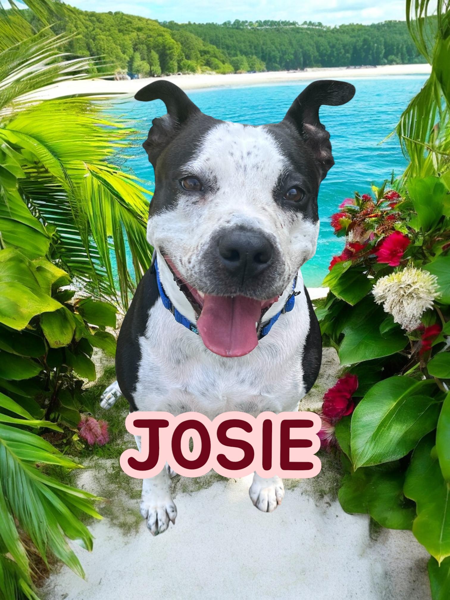 Enlarge Josie, a Adopted mixed breed in Taunton, MA image 2/2
