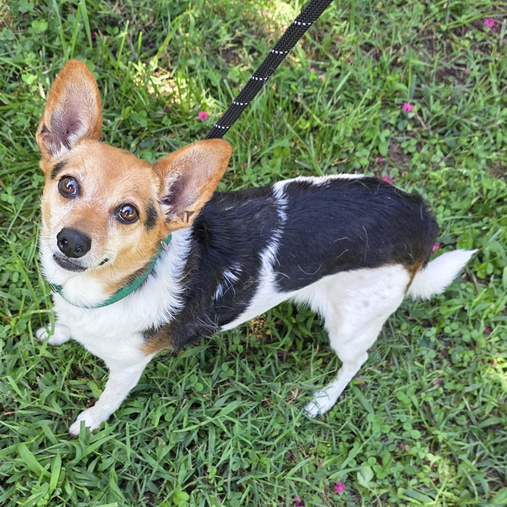 Enlarge Pearl, a ADOPTABLE mixed breed in Greensboro, NC image 1/6