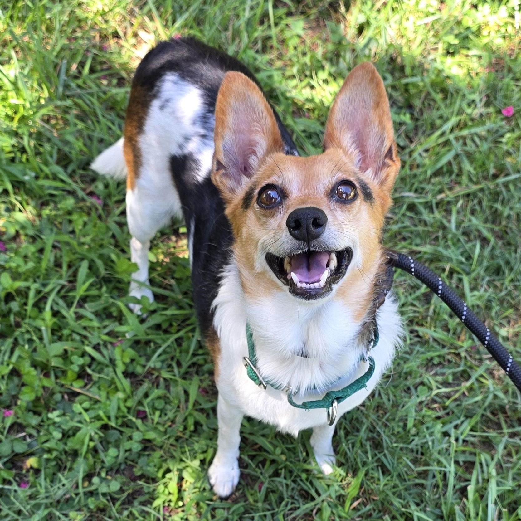 Enlarge Pearl, a ADOPTABLE mixed breed in Greensboro, NC image 2/6