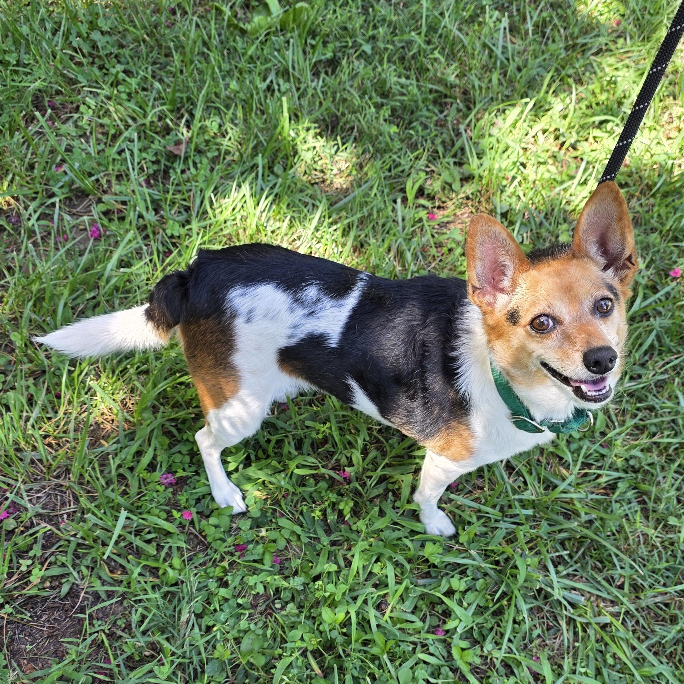 Enlarge Pearl, a ADOPTABLE mixed breed in Greensboro, NC image 4/6