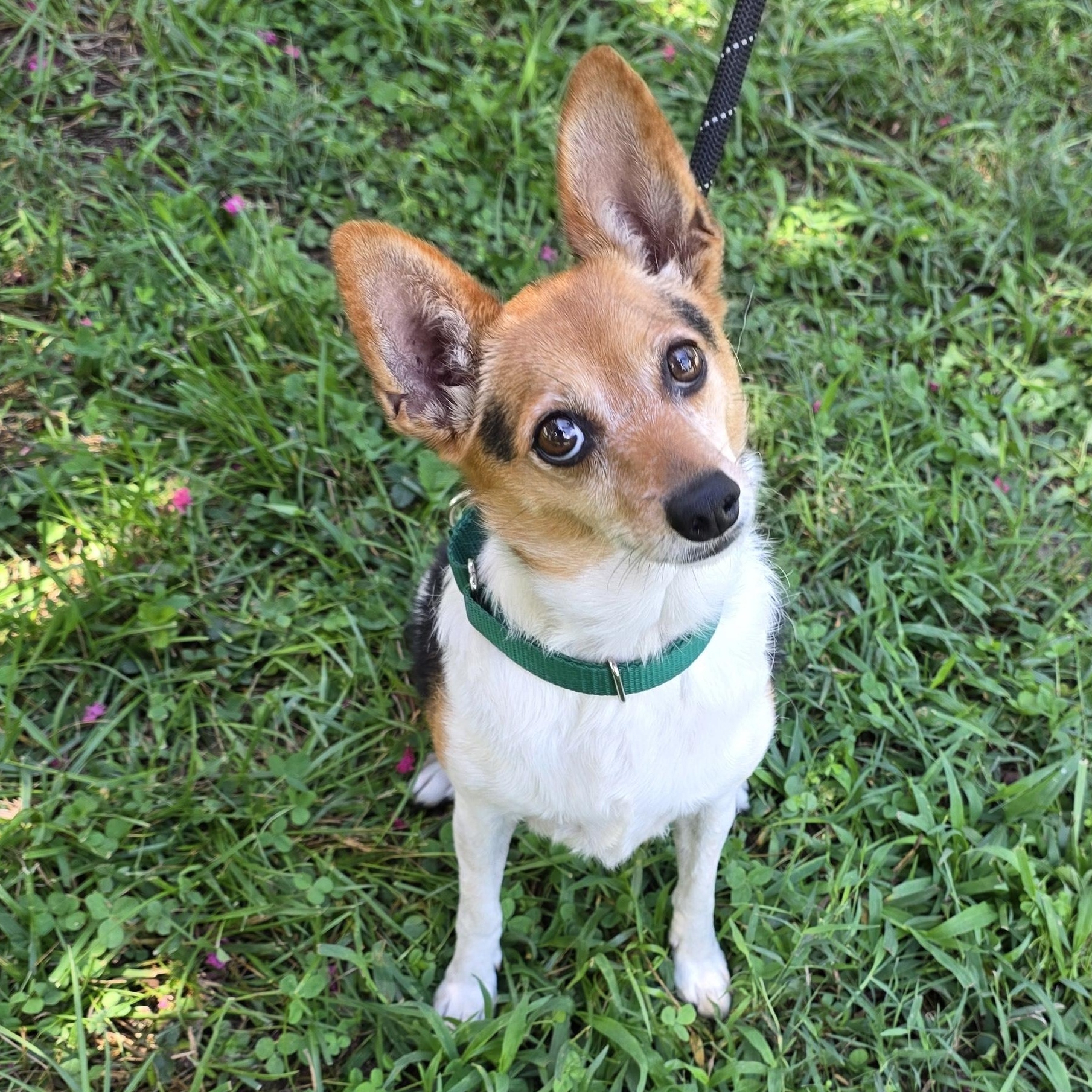 Enlarge Pearl, a ADOPTABLE mixed breed in Greensboro, NC image 3/6